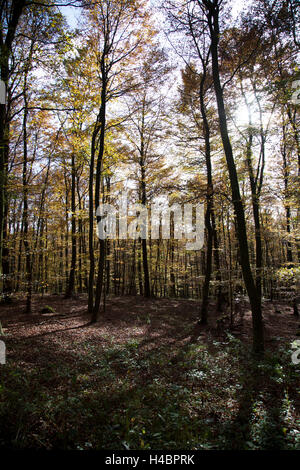 Beech Grove im Herbst Stockfoto