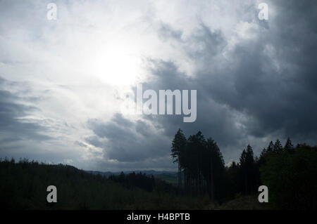 Fichten auf Berg vor einem Hügel-landscpae Stockfoto