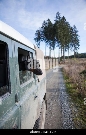 Hund, Ogar, Blick aus einer Fahrzeugscheibe Sport utility Stockfoto