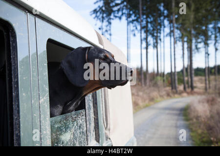 Hund, Ogar, Blick aus einer Fahrzeugscheibe Sport utility Stockfoto