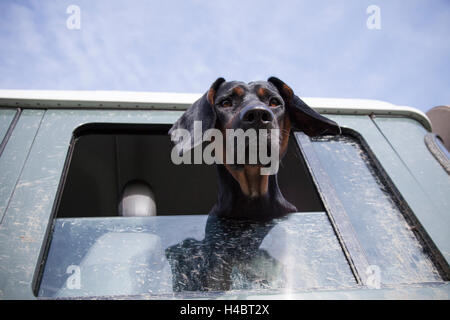 Hund, Ogar, Blick aus einer Fahrzeugscheibe Sport utility Stockfoto