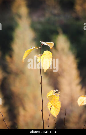 Lärche im Herbst mit goldenen Nadeln und Birke Blätter davor Stockfoto