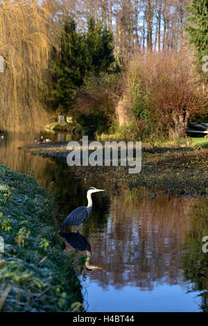 Graureiher im Flachland Boberg, Hamburg, Deutschland Stockfoto