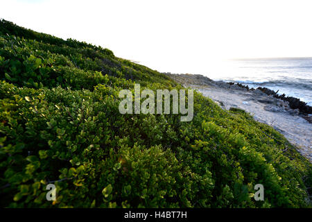 Grootbos Nature Reserve, Küsten Landscpae in der Nähe von De Kelders, Südafrika, Western Cape Stockfoto