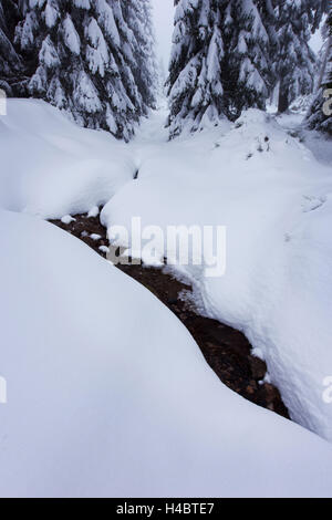 Wald, Bach, Bäume, Winter, Schnee, Eis, Oberharz, Deutschland Stockfoto