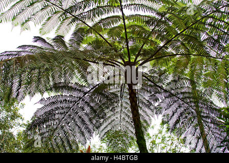 Sehen Sie in der Farn Baumkronen Stockfoto