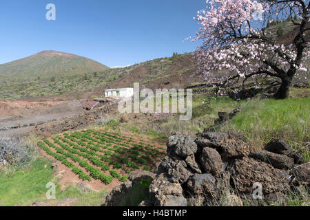 Volcanite Steinmauer, Kartoffelfeld und Mandelbäume blühen in der Nähe von Santiago del Teide auf Teneriffa, Kanarische Inseln, Spanien, Europa Stockfoto