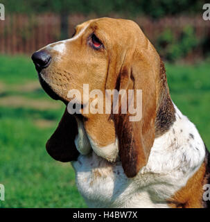 Basset Hound, französische kurzbeinige Hund mit großen Schlappohren, Porträt, Stockfoto