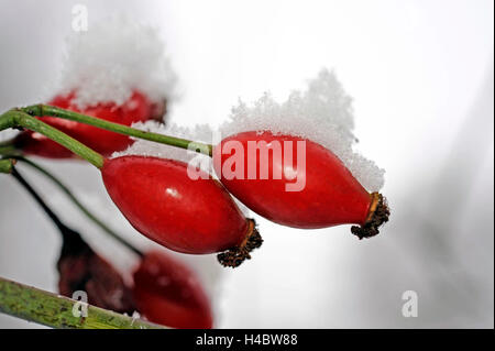 schneebedeckten rote Hagebutten der Heckenrose, Rose Canina, Stockfoto