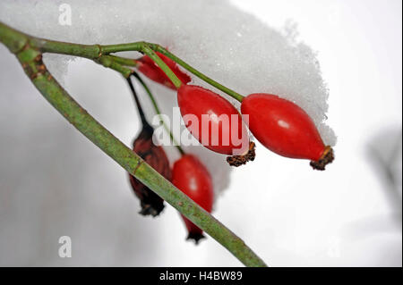 schneebedeckten rote Hagebutten der Heckenrose, Rose Canina, Stockfoto