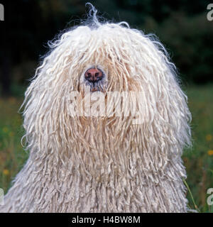 Hund, Puli, weiss, Portrait, Stockfoto