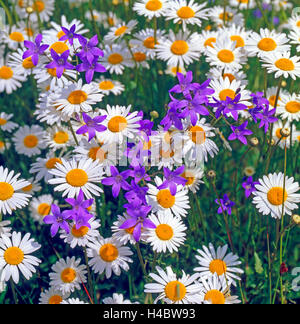 Sommerwiese mit blühenden weißen Margeriten, Leucanthemum Vulgare, auch bekannt als Ochsen-Auge Margeriten und Glockenblumen, Campanula Patula Verbreitung Stockfoto
