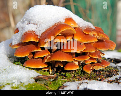 Ziegel-Kappe, ein Speisepilz, Grünblättriger Sublateritium, auch im Winter auf verschneiten Laubbaum Stümpfe wächst Stockfoto