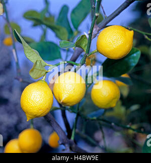 Zitronen-Druckwerk auf Baum Stockfoto