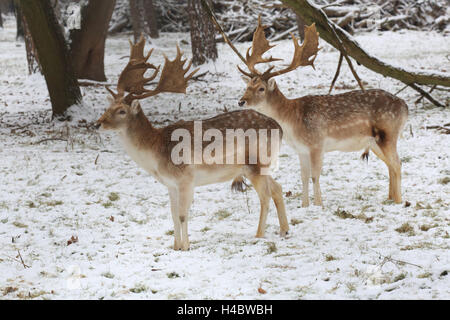 Damhirsch im Winter, Dama dama Stockfoto