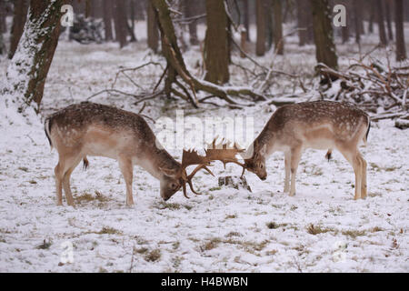 Damwild, Brunft im Schnee, Dama dama Stockfoto
