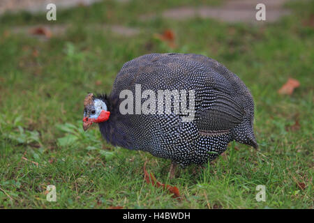 Helm Perlhühner Numida meleagris Stockfoto