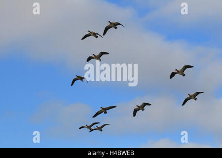 Nilgans, fliegen, Alopochen aegyptiacus Stockfoto