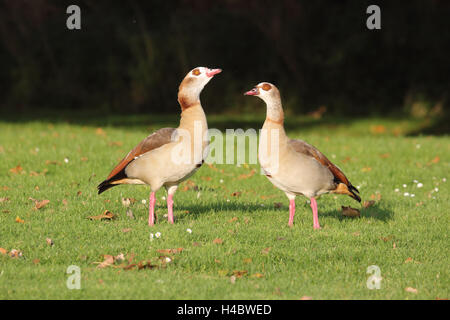 Ägyptische Gans, Alopochen aegyptiacus Stockfoto