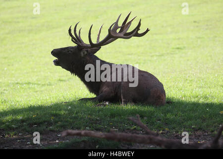 Rothirsch, Cervus elaphus Stockfoto