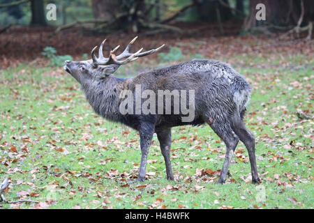 Sika Hirsch, Cervus nippon Stockfoto