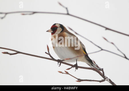 Stieglitz hocken auf Zweig, Winter, Zuchtjahr Zuchtjahr Stockfoto
