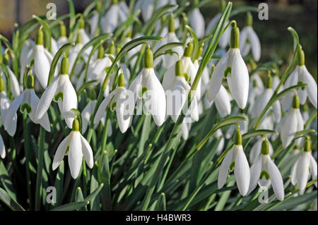 Schneeglöckchen, Galanthus Nivalis, Blüte, prespring Wiese, Garten Stockfoto