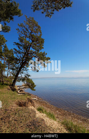 Küstengebiet an der Lagune von Stettin im Nationalpark Wolin in der Nähe des Ortes Karzig, Insel Wolin, Woiwodschaft Westpommern, Polen Stockfoto