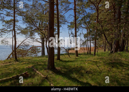 Küstengebiet an der Lagune von Stettin im Nationalpark Wolin in der Nähe des Ortes Karzig, Insel Wolin, Woiwodschaft Westpommern, Polen Stockfoto