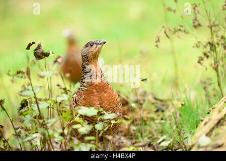 Auerhahn, at Urogallus, Weiblich, Waldboden, frontal, stehend Stockfoto