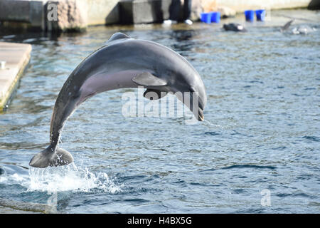 Seitenansicht, springen, Wasser, Tursiops Truncatus, gemeinsame Tümmler Stockfoto