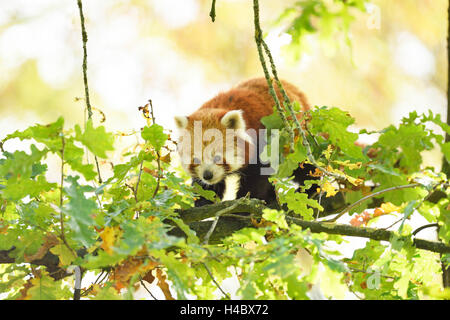 Roter Panda Ailurus Fulgens, Baum, Zweige, Seitenansicht, Klettern Stockfoto