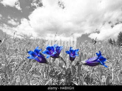 Clusius Enzian, Gentiana Clusii [M] Stockfoto