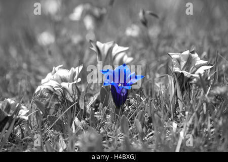 Clusius Enzian, Gentiana Clusii [M] Stockfoto