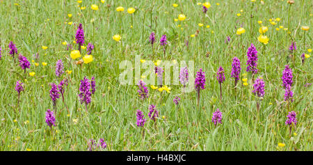 Blumen in das Moor Stockfoto