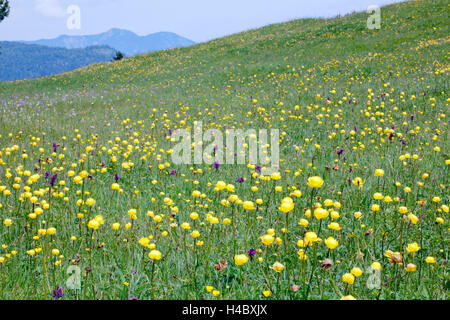 Blumen in das Moor Stockfoto