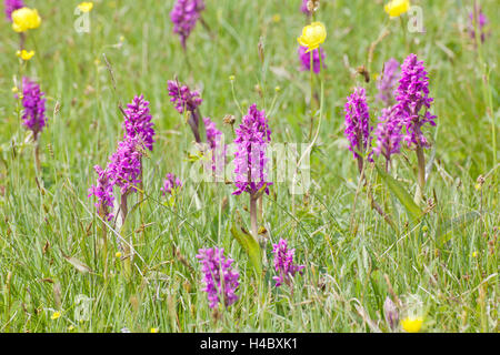 Blumen in das Moor Stockfoto