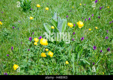 Blumen in das Moor Stockfoto