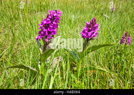 Blumen in das Moor Stockfoto