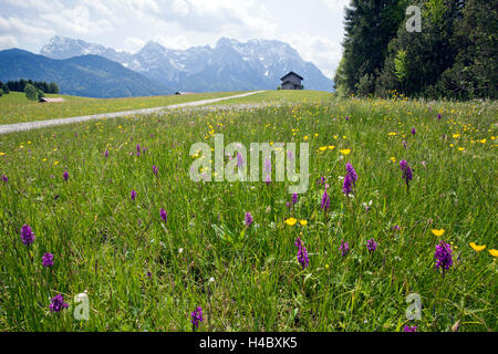 Blumen in das Moor Stockfoto