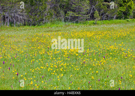 Blumen in das Moor Stockfoto