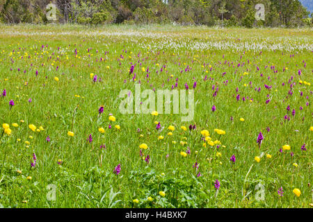 Blumen in das Moor Stockfoto