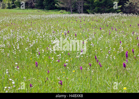 Blumen in das Moor Stockfoto