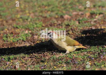 Europäische Grünspecht Picus viridis Stockfoto