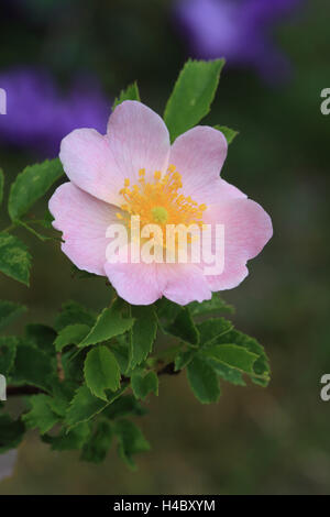 Dog rose Rose canina Stockfoto