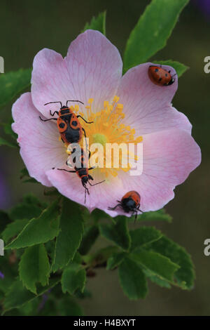 Dog rose Rose Canina mit Insekten Stockfoto