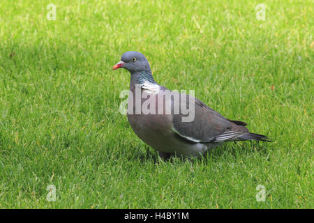 Gemeinsamen Ringeltaube stehen auf einer Wiese Columba palumbus Stockfoto