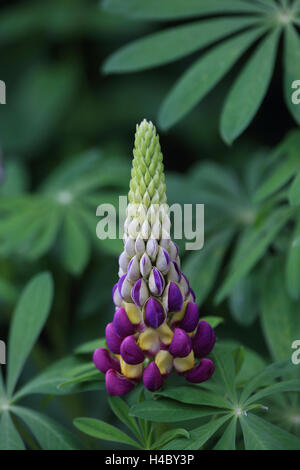 Großer-blättrig Lupine, Lupinus polyphyllus Stockfoto