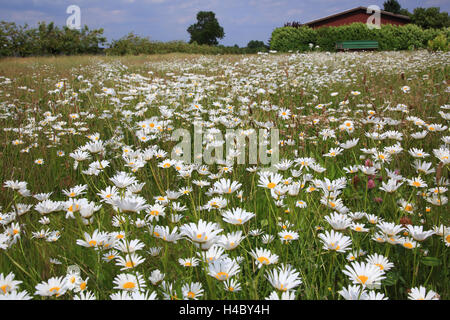 Wiese mit Ochsen-Auge Gänseblümchen, Chrysanthemum leucanthemum Stockfoto