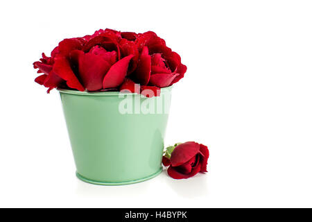 rote Rosen im grünen Topf mit dünnen Blütenblättern auf weißem Hintergrund Stockfoto